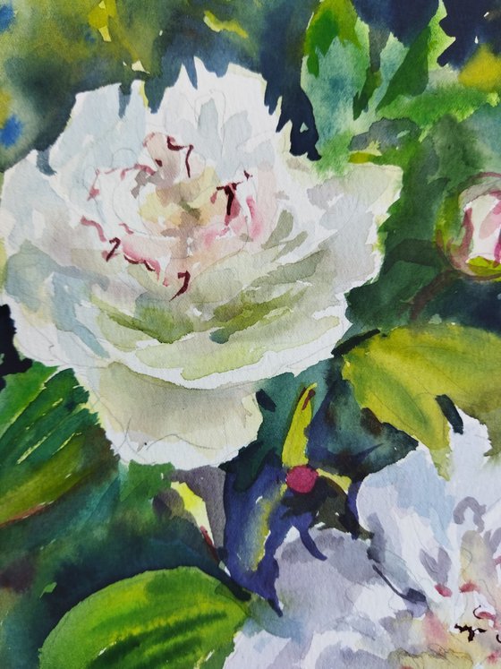 Peonies flowers