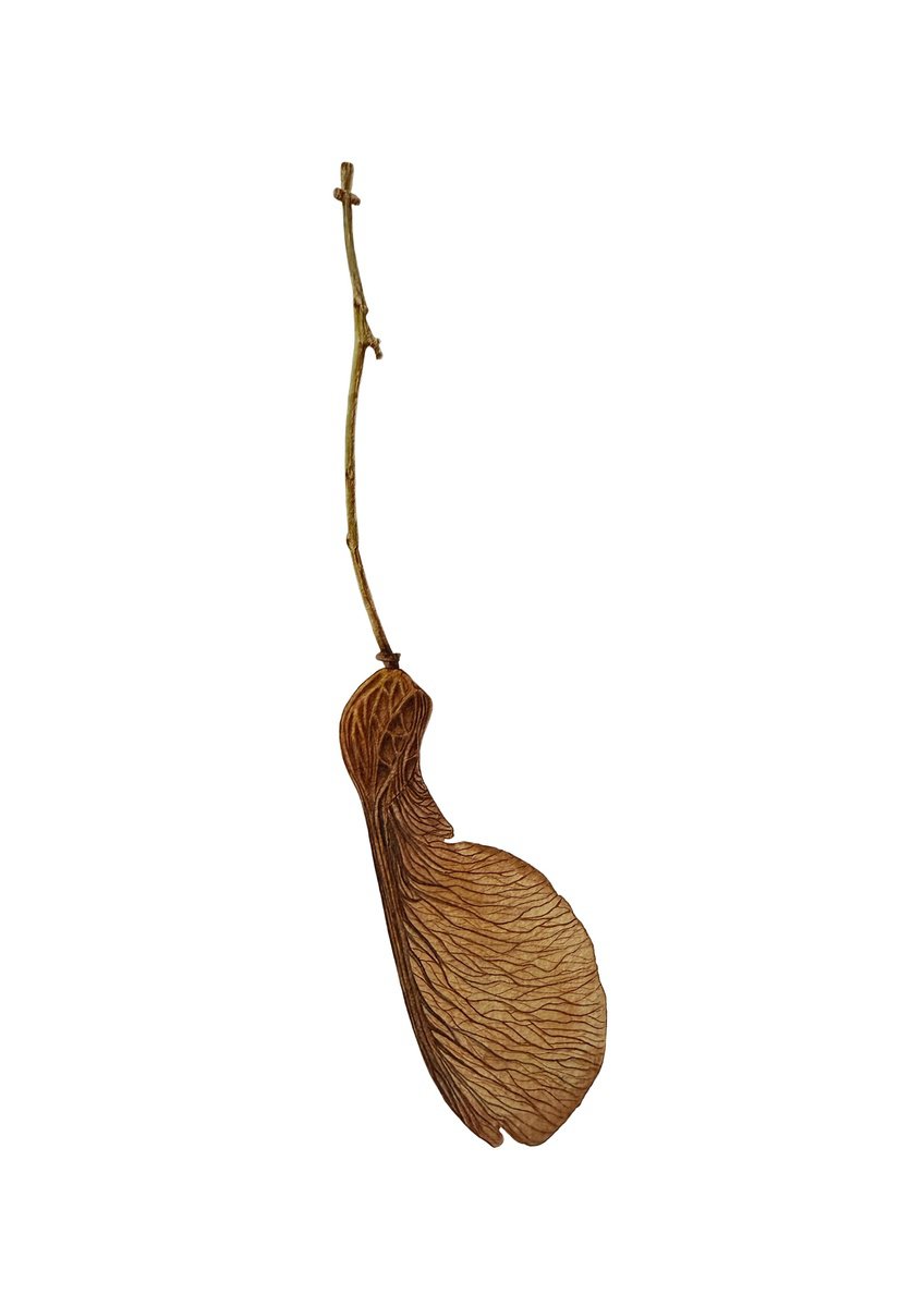 Photorealistic Watercolour , Maple Winged Seeds By Tina Shyfruk, 6 X 9, Artwork For Sale On Artfinder