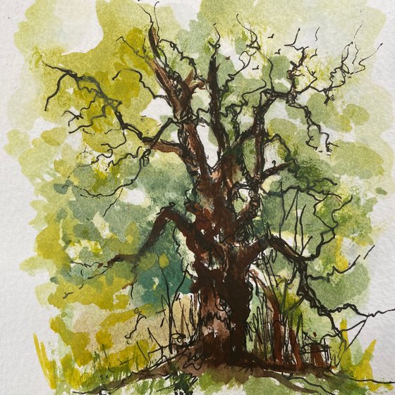 Oak tree watercolour