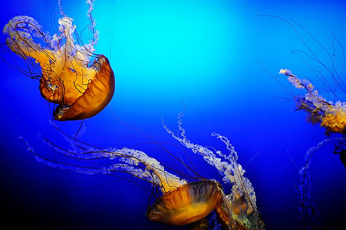 Photorealistic Animal Photograph By Emily Kent, 19 X 13, Jellyfish, Original Artwork