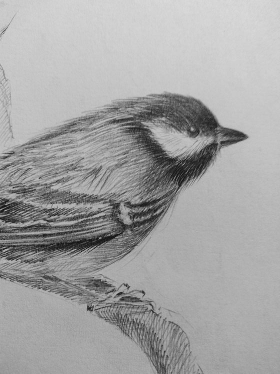 Birds. Original pencil drawing.