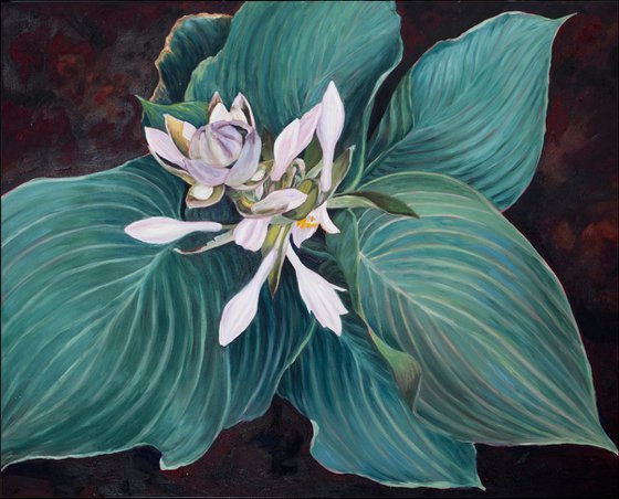 Hosta