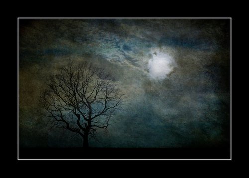 The Dark Tree by Martin  Fry