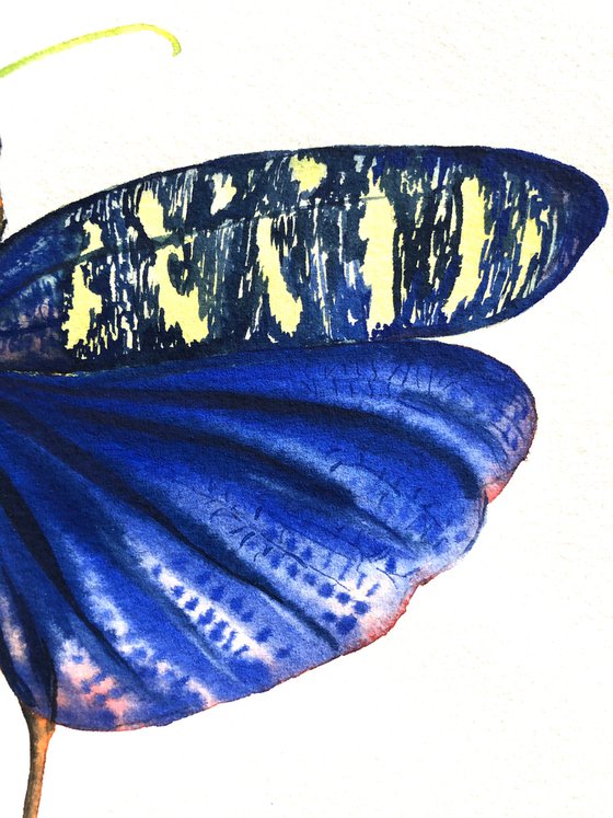 Monarchidium lunulum moth. Original watercolour artwork with calligraphic lettering.