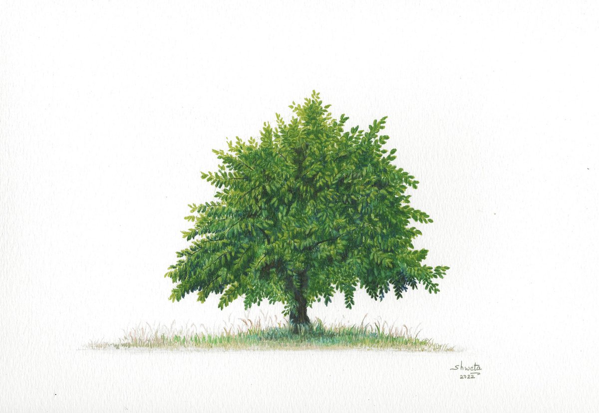 Common Ash Tree Colored Pencil Drawing by Shweta Mahajan