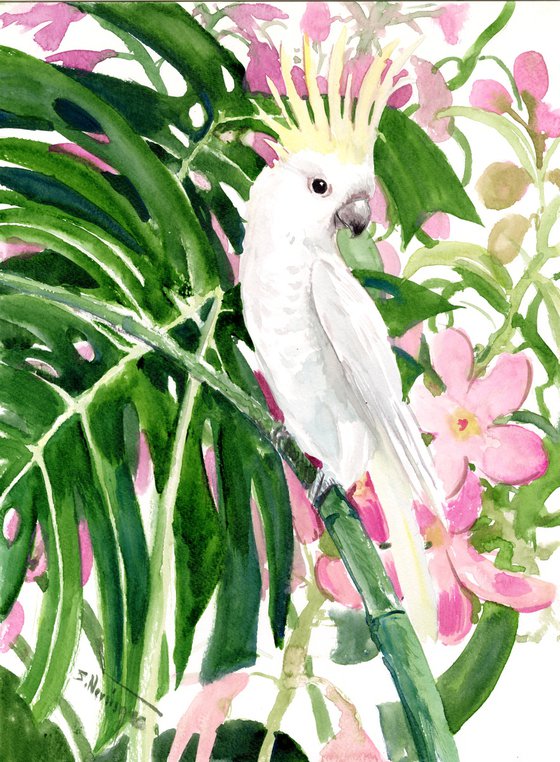 Sulphur-crested Cockatoo