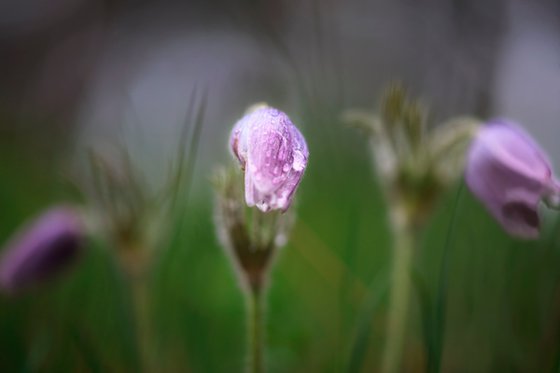 Springtime