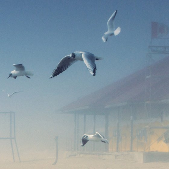 On the misty seaside.