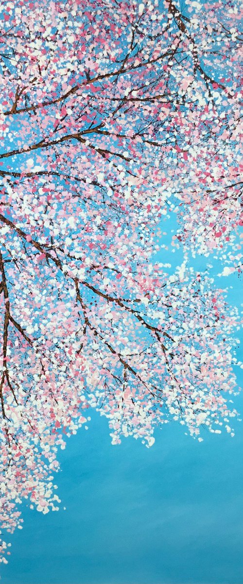 Cherry Blossom Cascading by Chris Bourne