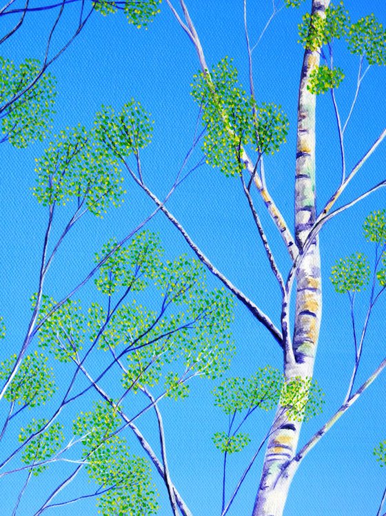 Silver Birch Trees in Spring