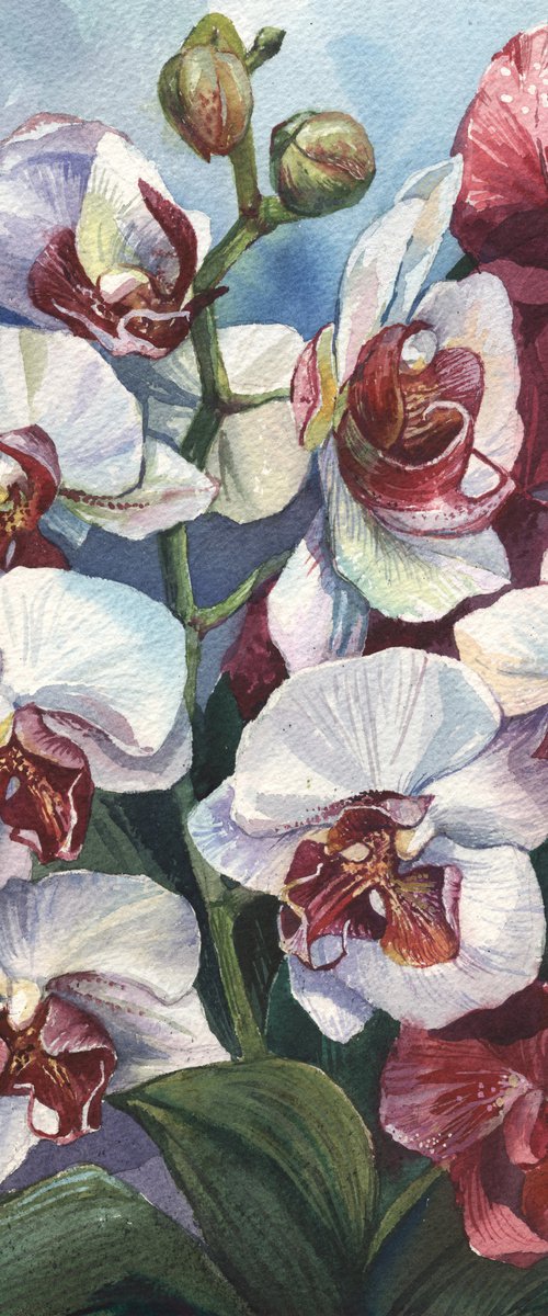 White and burgundy orchids by Natalia Veyner