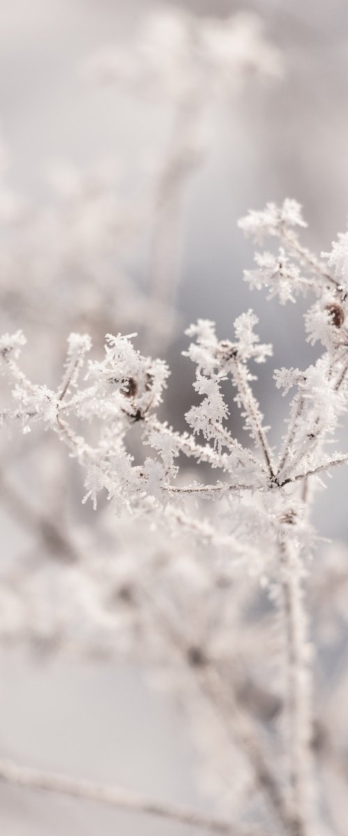 Winter fragility - Limited Edition of 20 by Cristina Stefan