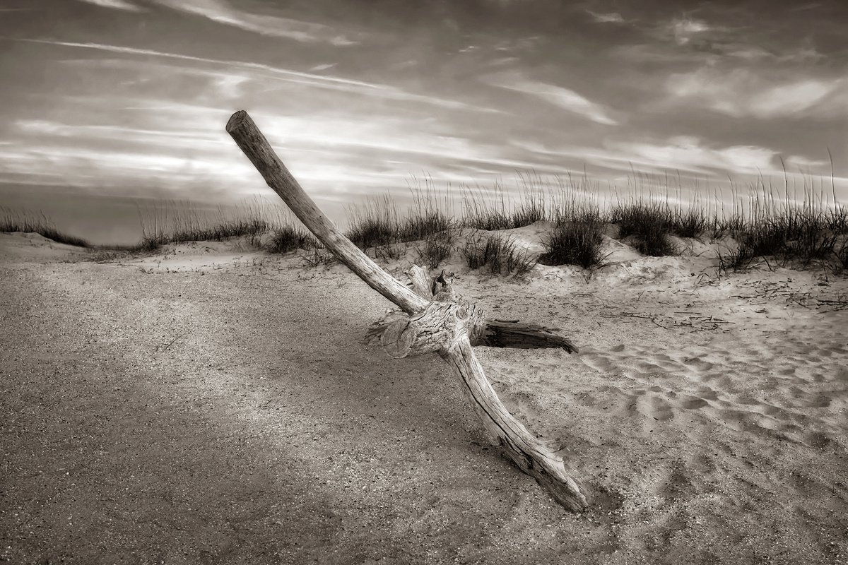 Driftwood in the Dunes S by John McManus