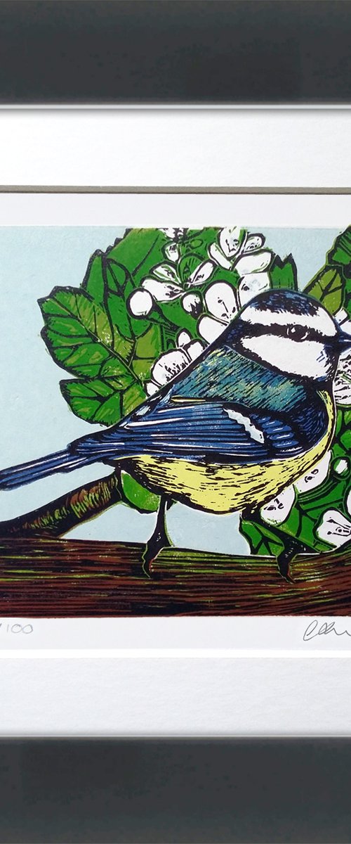 Blue tit by Carolynne Coulson