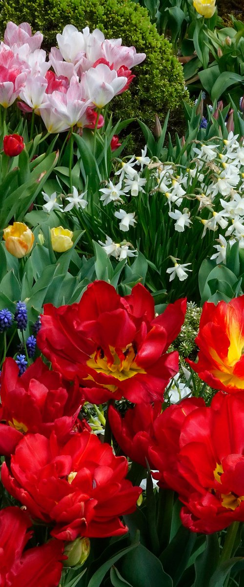 Floral; Display by Martin  Fry