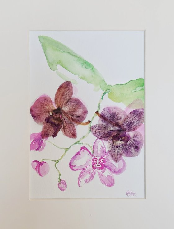 "The Orchid" - Watercolor - Flower