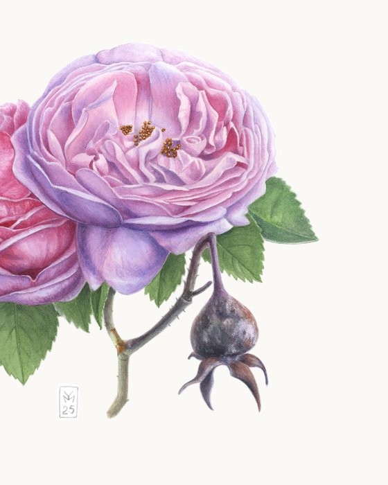 Garden Roses