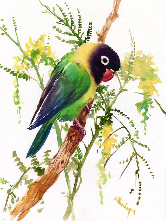 Lovebird and Acacia