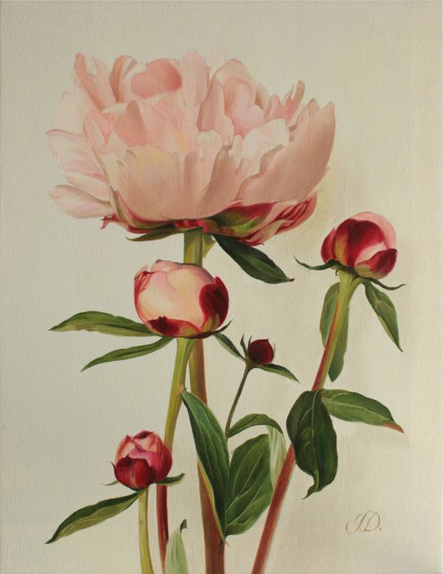 Etude with peony buds by Julia Diven