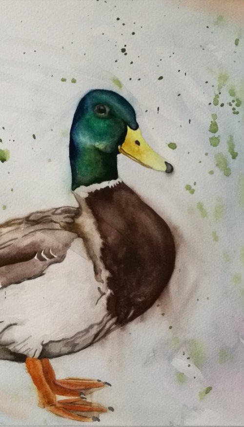 Watercolour Duck. Free Shipping by Steven Shaw