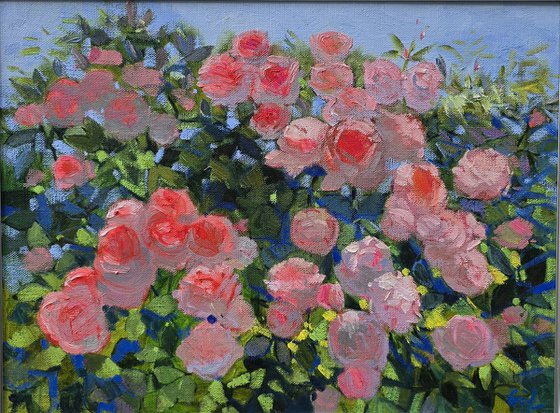 Roses in Bloom