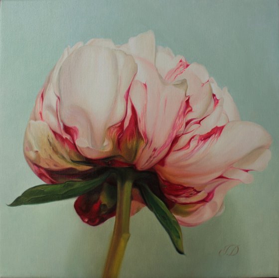 peony on a blue-green background