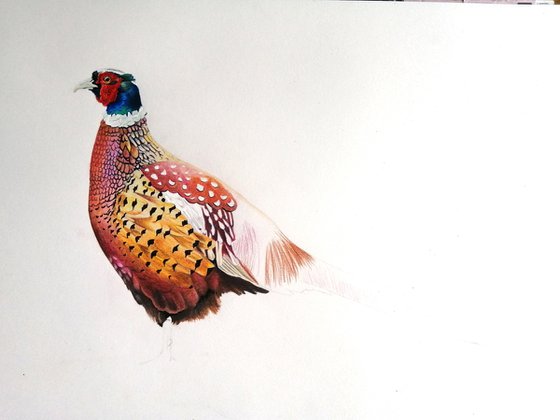 Pheasant profile
