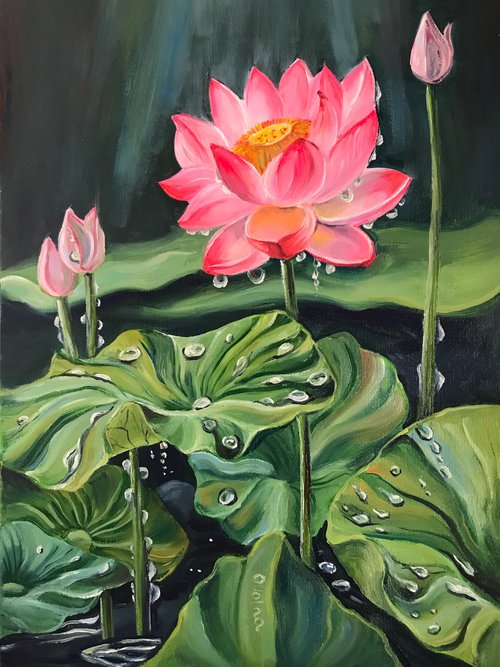 Dew on the lotus by Olga Volna