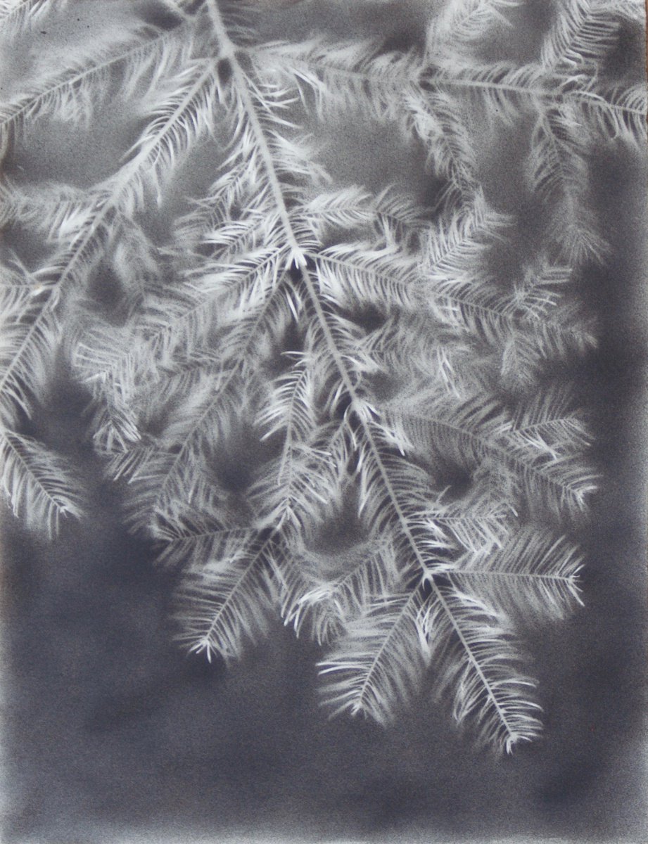 Abies alba I (Silver fir) by Laura Stotefeld