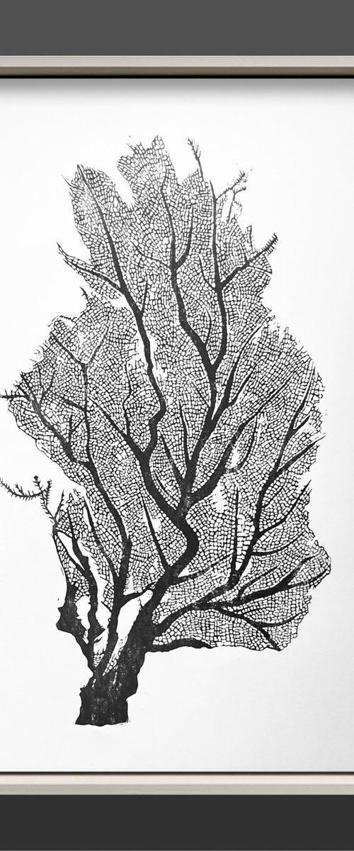 Sea Fan by Amy Cundall