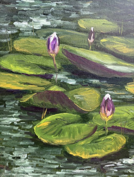 Water Lily Buds