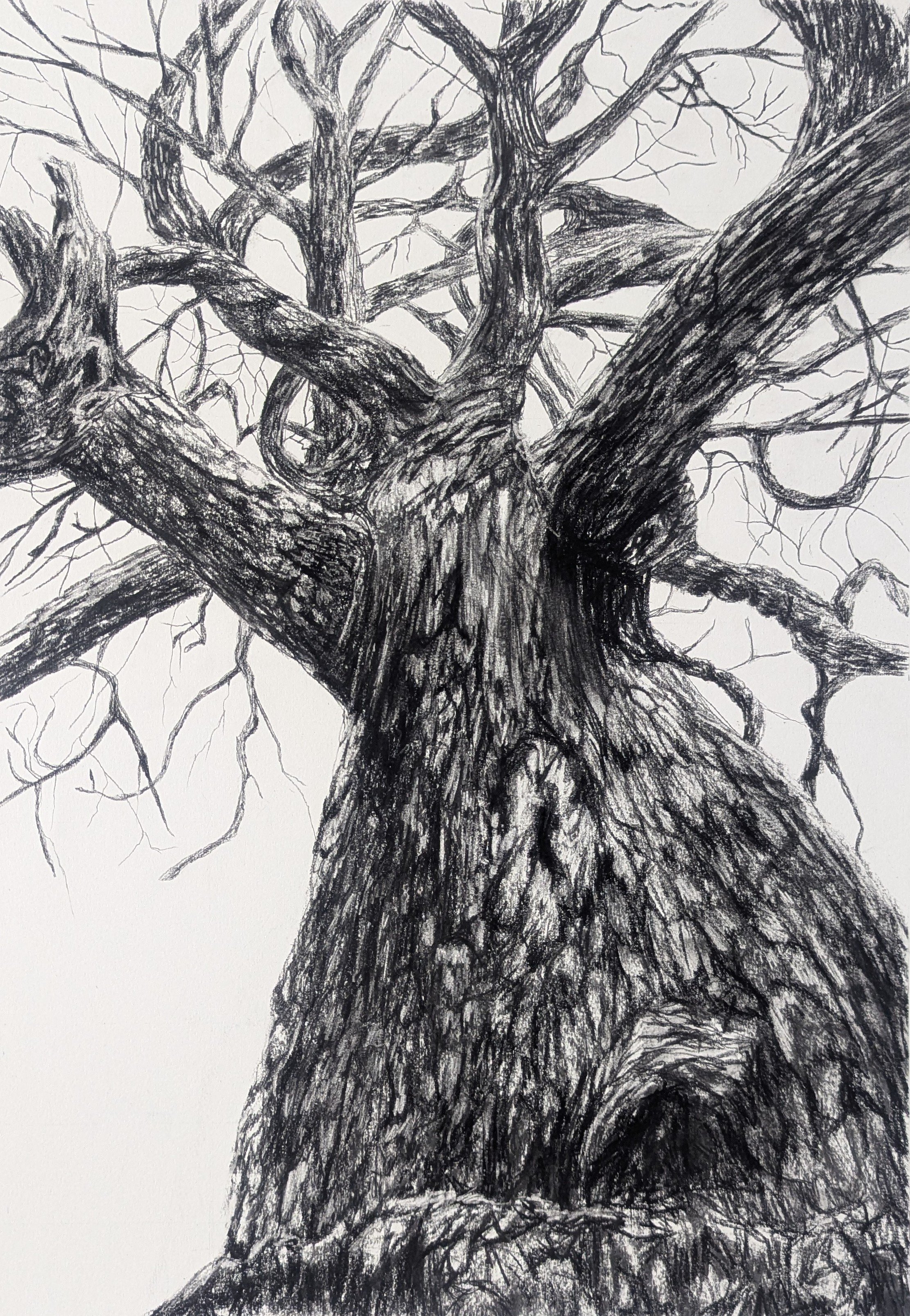 Photorealistic Landscape Charcoal Drawing By Sophie Adair, 22 X 30", Sheltered, Original Artwork