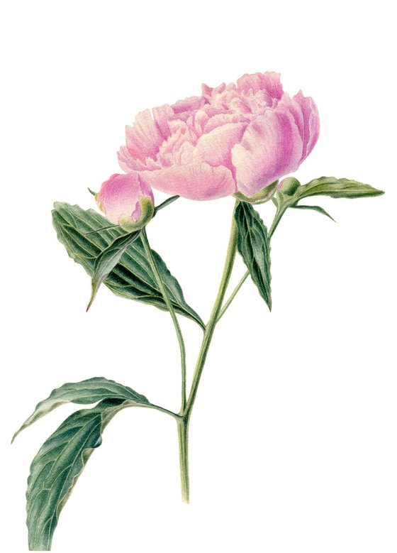 Pink Peony