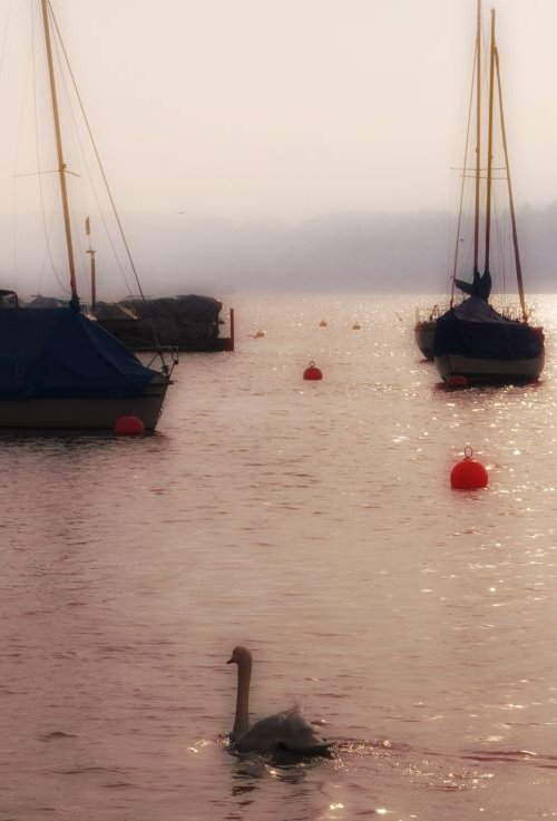 Yachts and Swan on the Limmat by Marc Ehrenbold