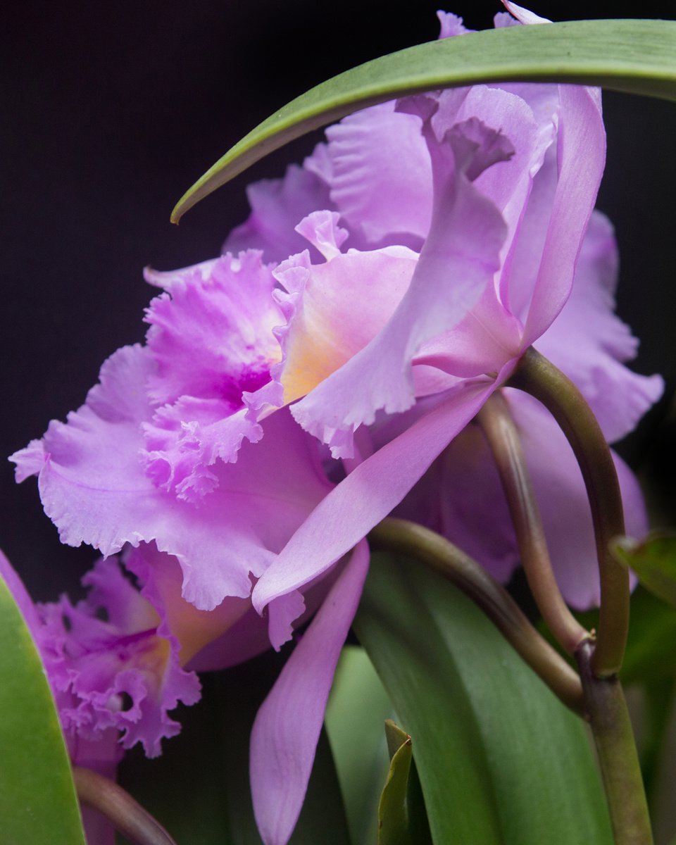 Photorealistic Botanical Photograph By Michael Filonow, 18 X 22", Botanical 99, Original Artwork