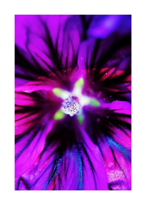 Abstract Pop Color Nature Photography 42 by Richard Vloemans
