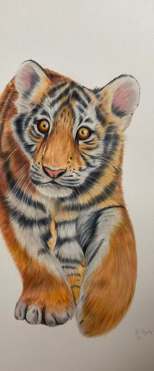 Tiger no.3 by Bethany Taylor