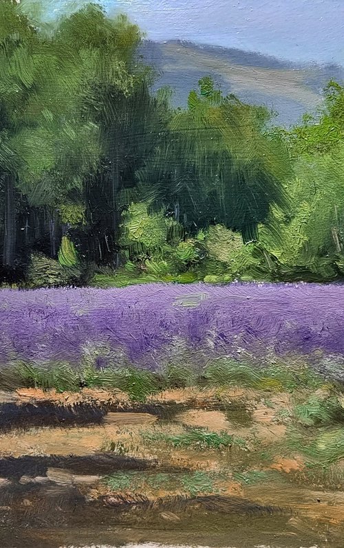 Lavander Field at Les Puys by Pascal Giroud