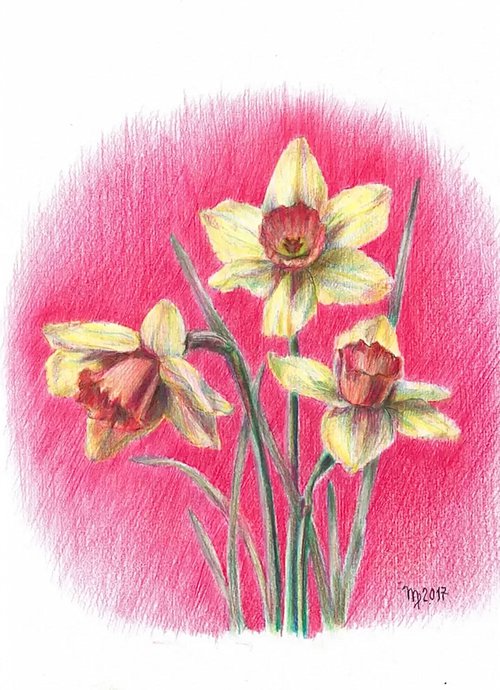 Daffodils by Morgana Rey