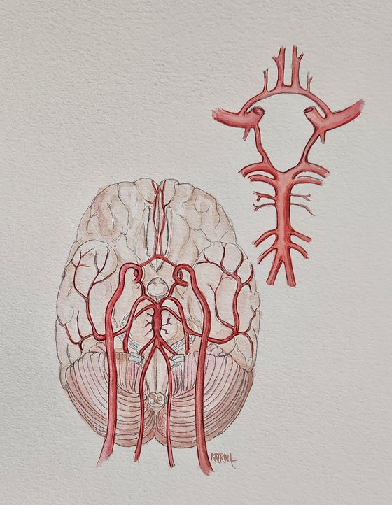 Circle of Willis