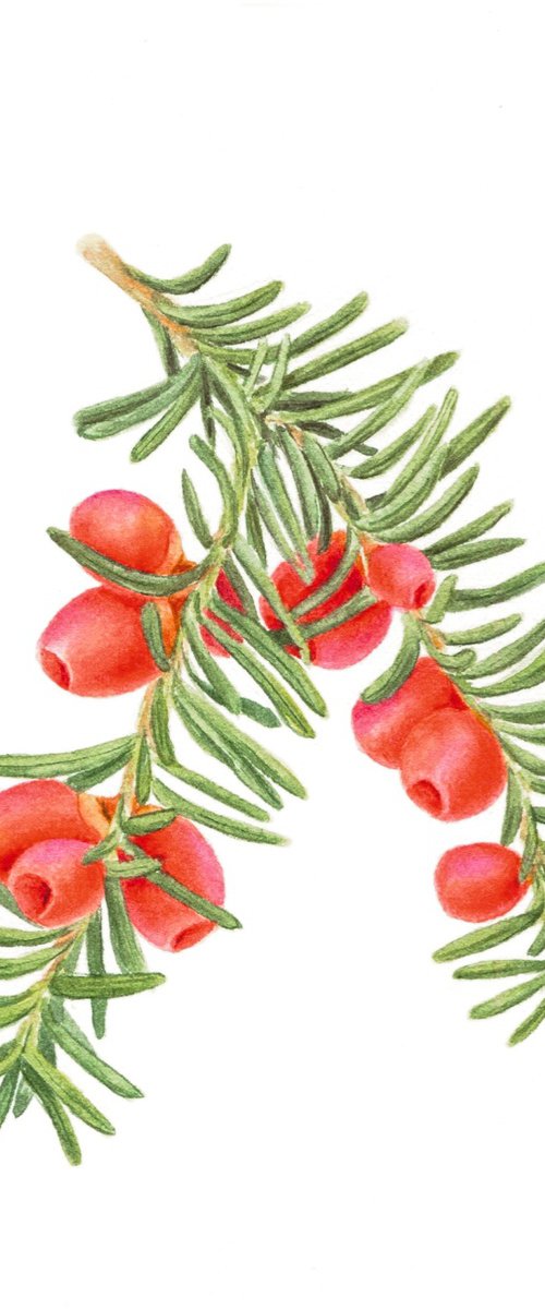 Berry Yew Postcard by Alona Hrinchuk