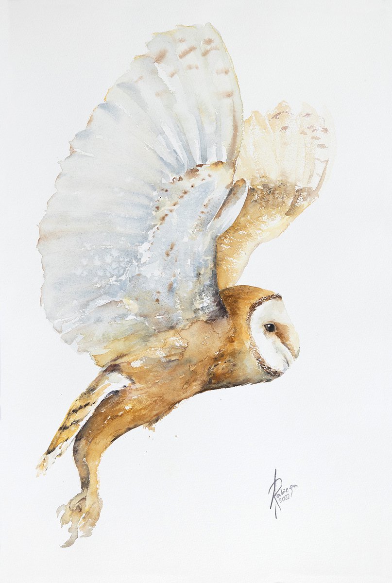 Watercolour , Barn Owl By Andrzej Rabiega, 15 X 22, Artwork For Sale On Artfinder