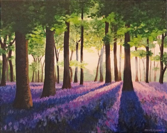 Bluebell Wood