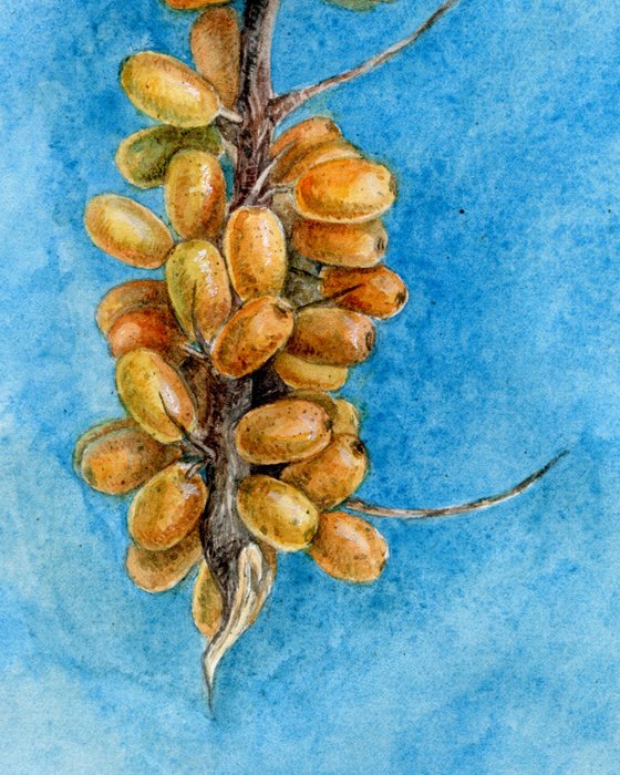 Seabuckthorn watercolor illustration on bright blue background