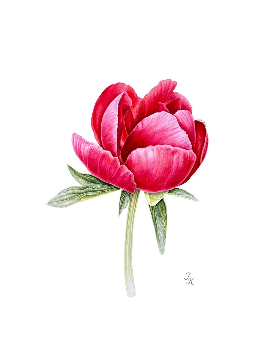 Crimson peony by Tetiana Kovalova