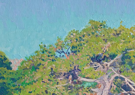 Pines on the coast at morning