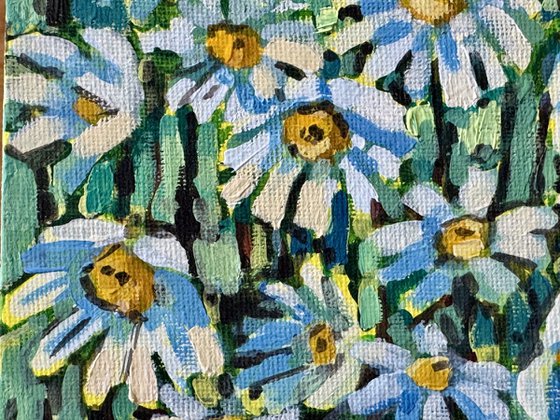Daisies