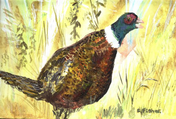 pheasant