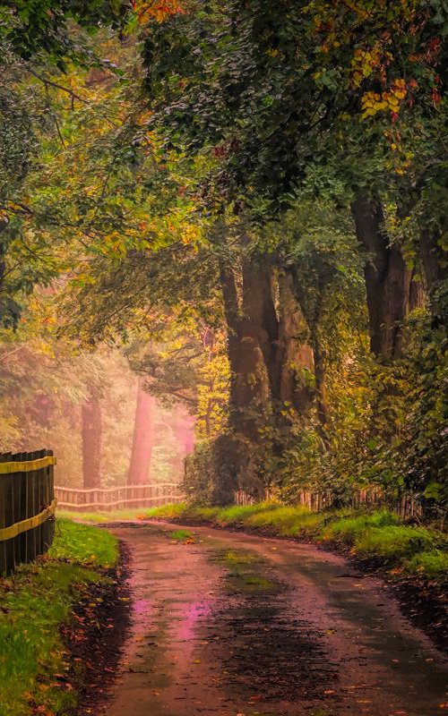 Autumn Road by Martin  Fry