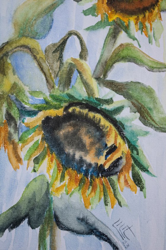 Sunflowers